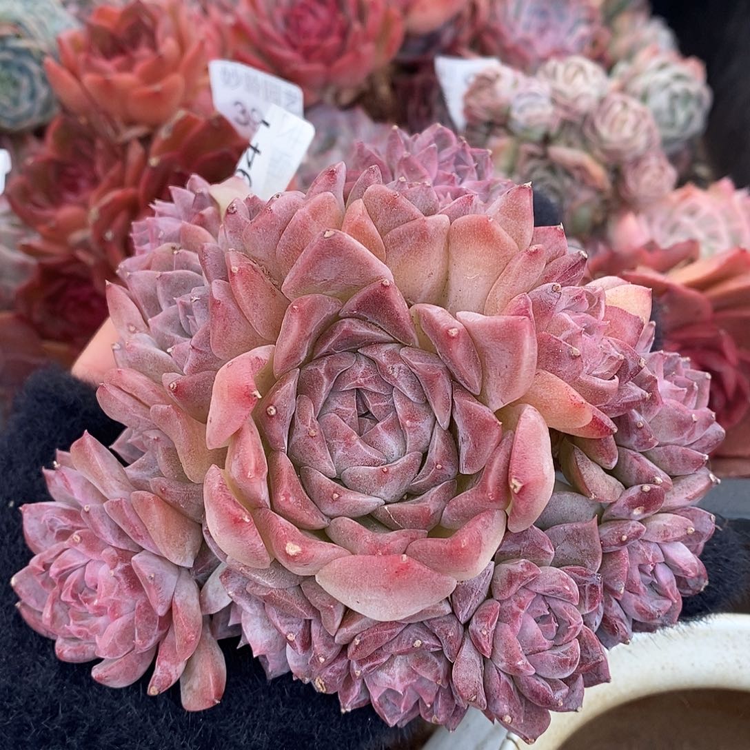 3941杂交老桩基地～12厘米