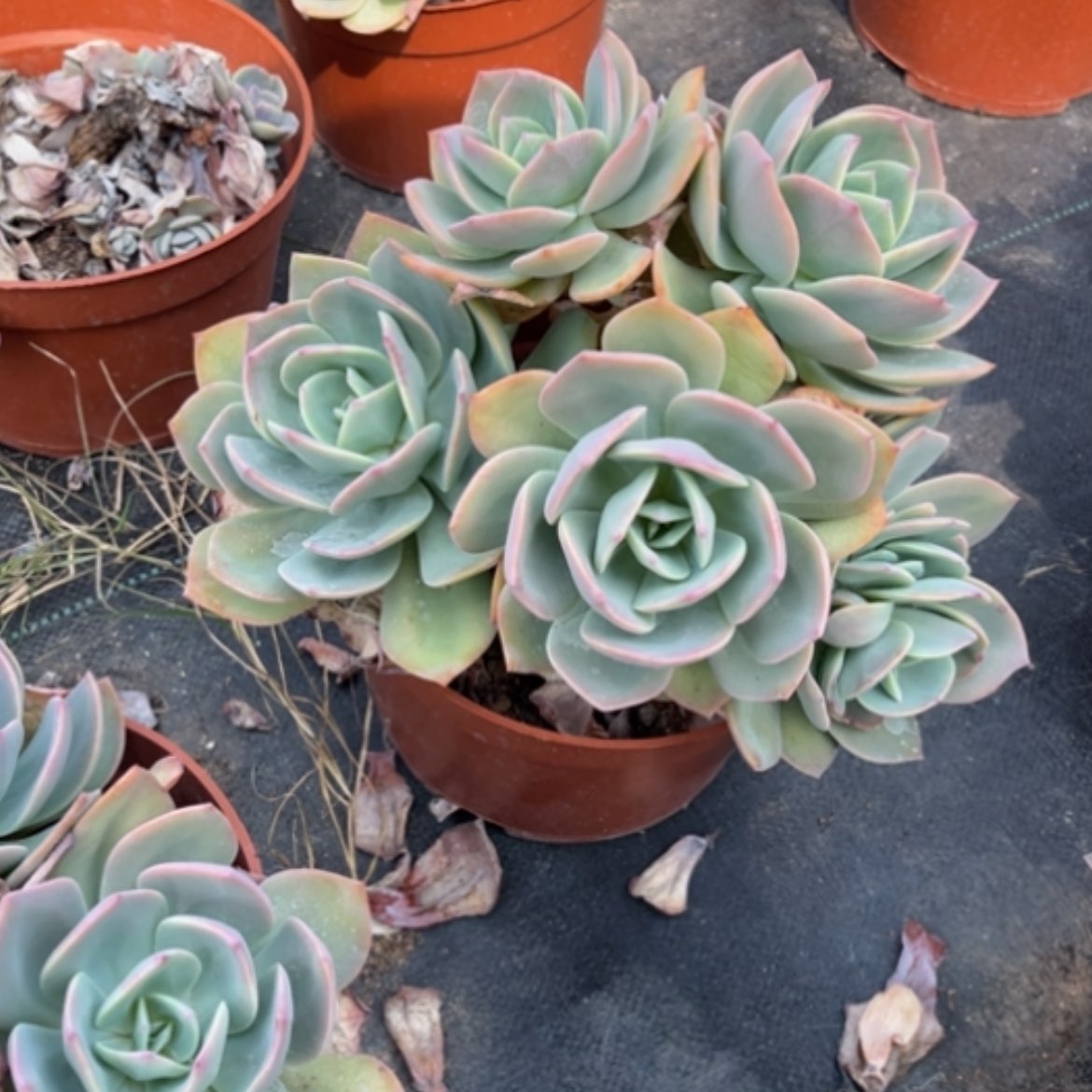 【闪购商品】曦*白凤