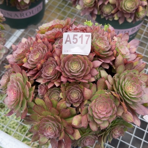 517红魔多肉22厘米左右