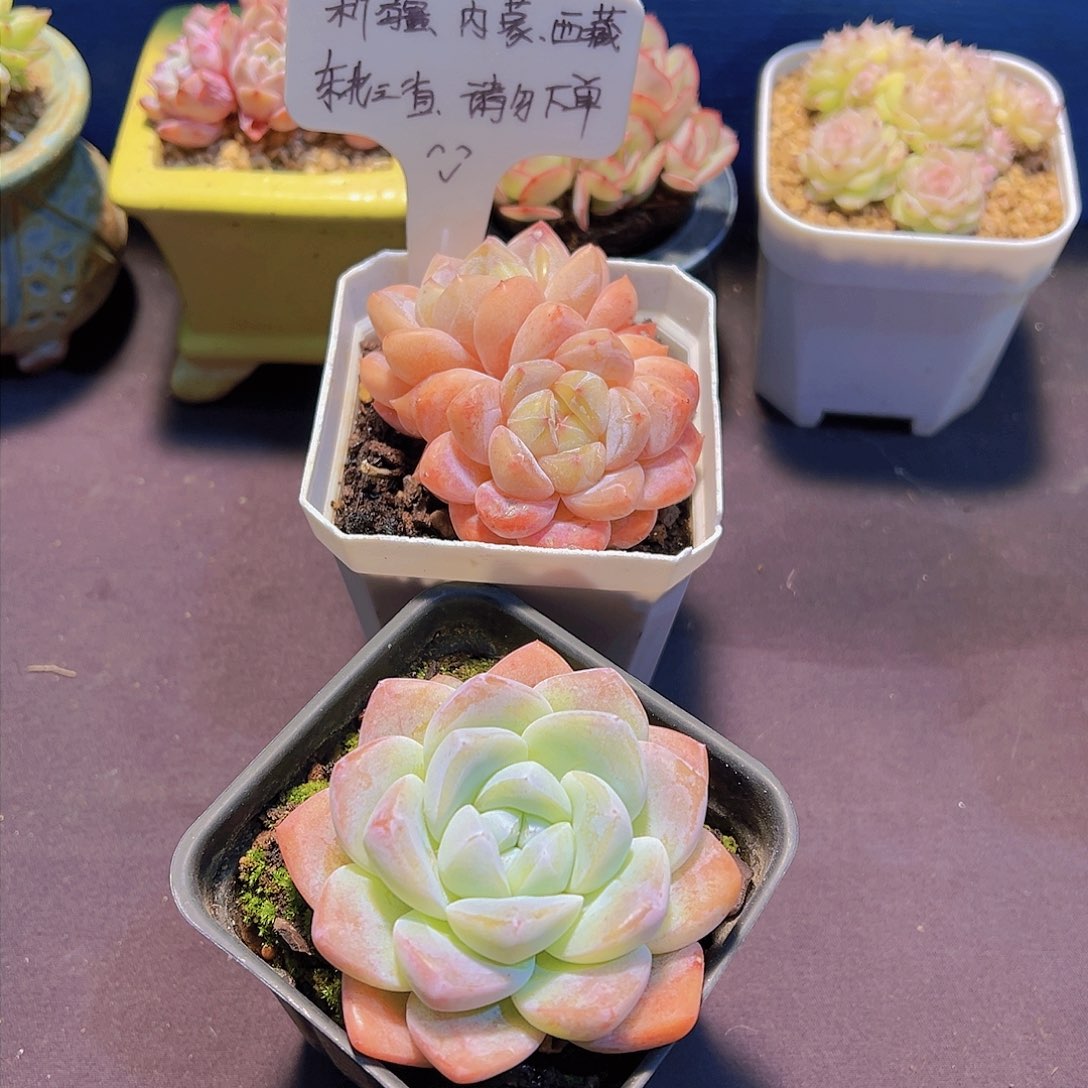 雪魄➕冰玉，裸根发货，