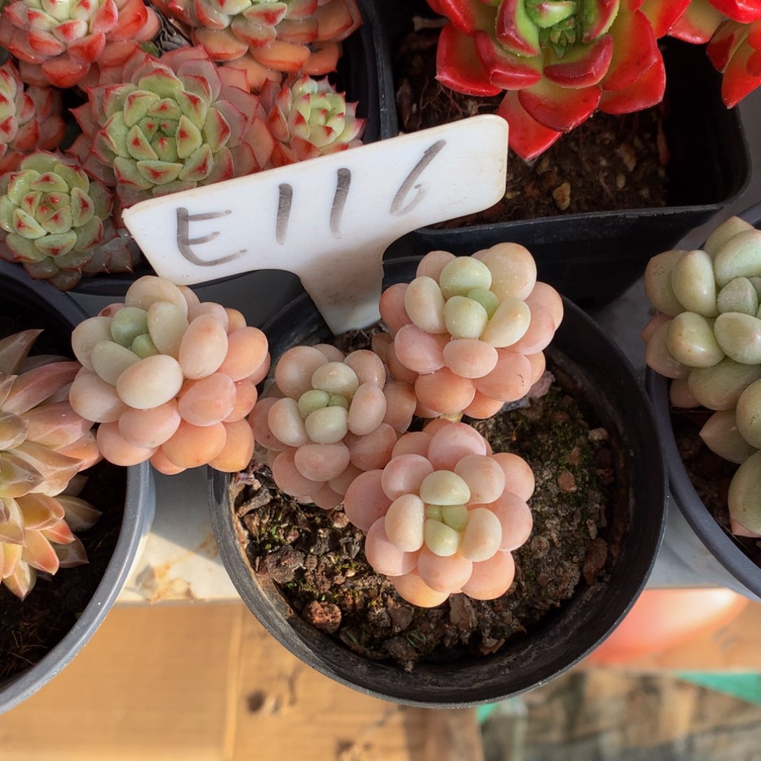 洛可可72727277272