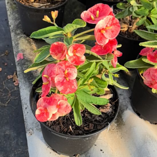 ****漪完全开放花雨直播间一物一拍