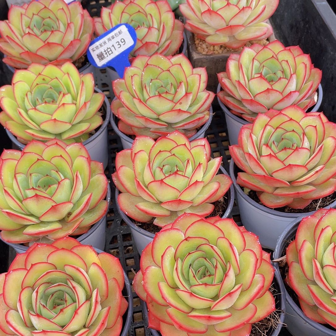 量拍139号 牡丹亭大单头一个