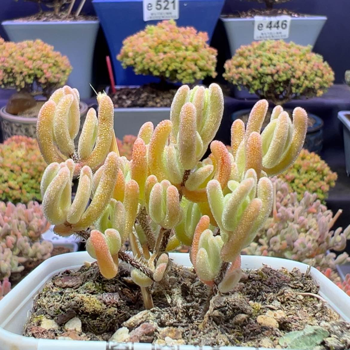 【闪购商品】e447小橙叶锦枝干番杏