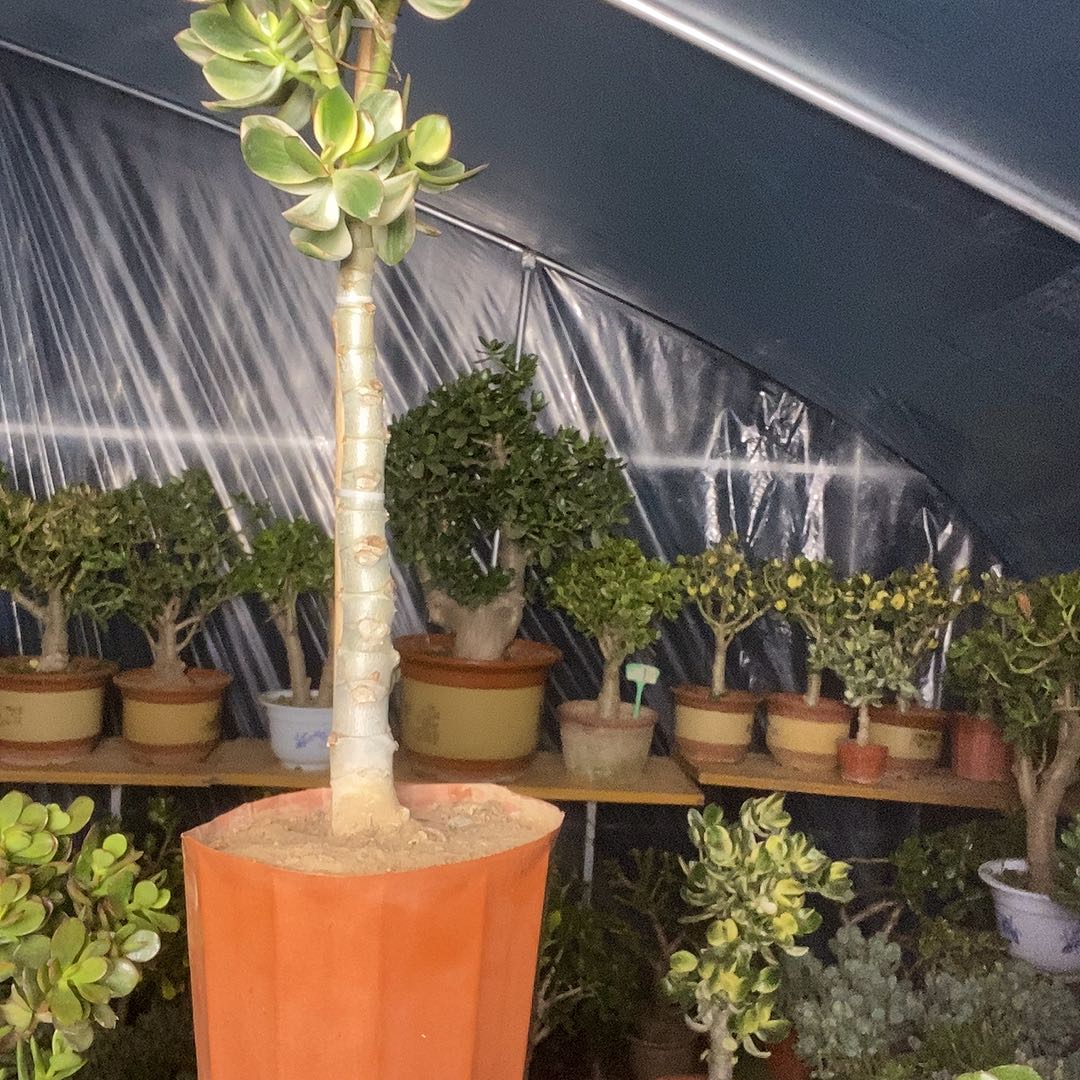 永***丽完全开放新花月锦一物一拍