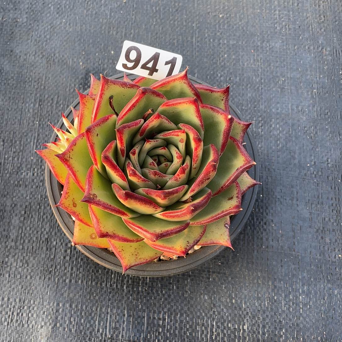 若如东云组拍941