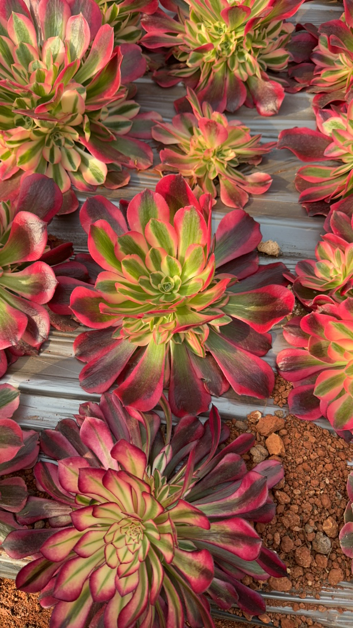 粉女郎多肉法师 11111