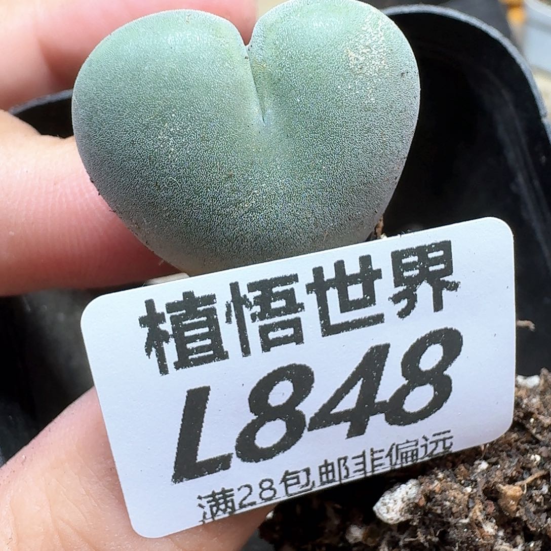 多肉W的润泽恶臭的f