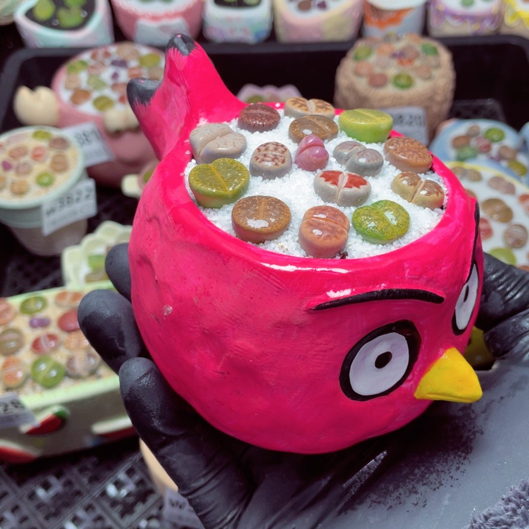 w3830--带盆土发货，零下地区拍保温箱