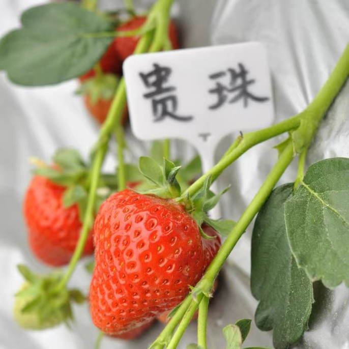 贵珠贵香贵甜心草莓苗盆栽观果阳台室外培育盆栽植物观果香甜饱满
