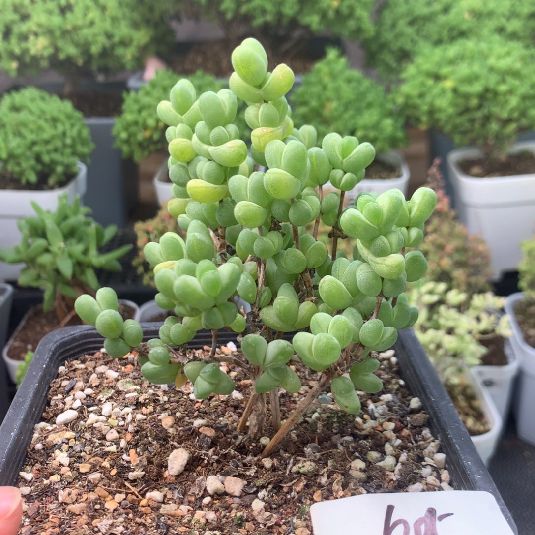 605翡翠福利。          