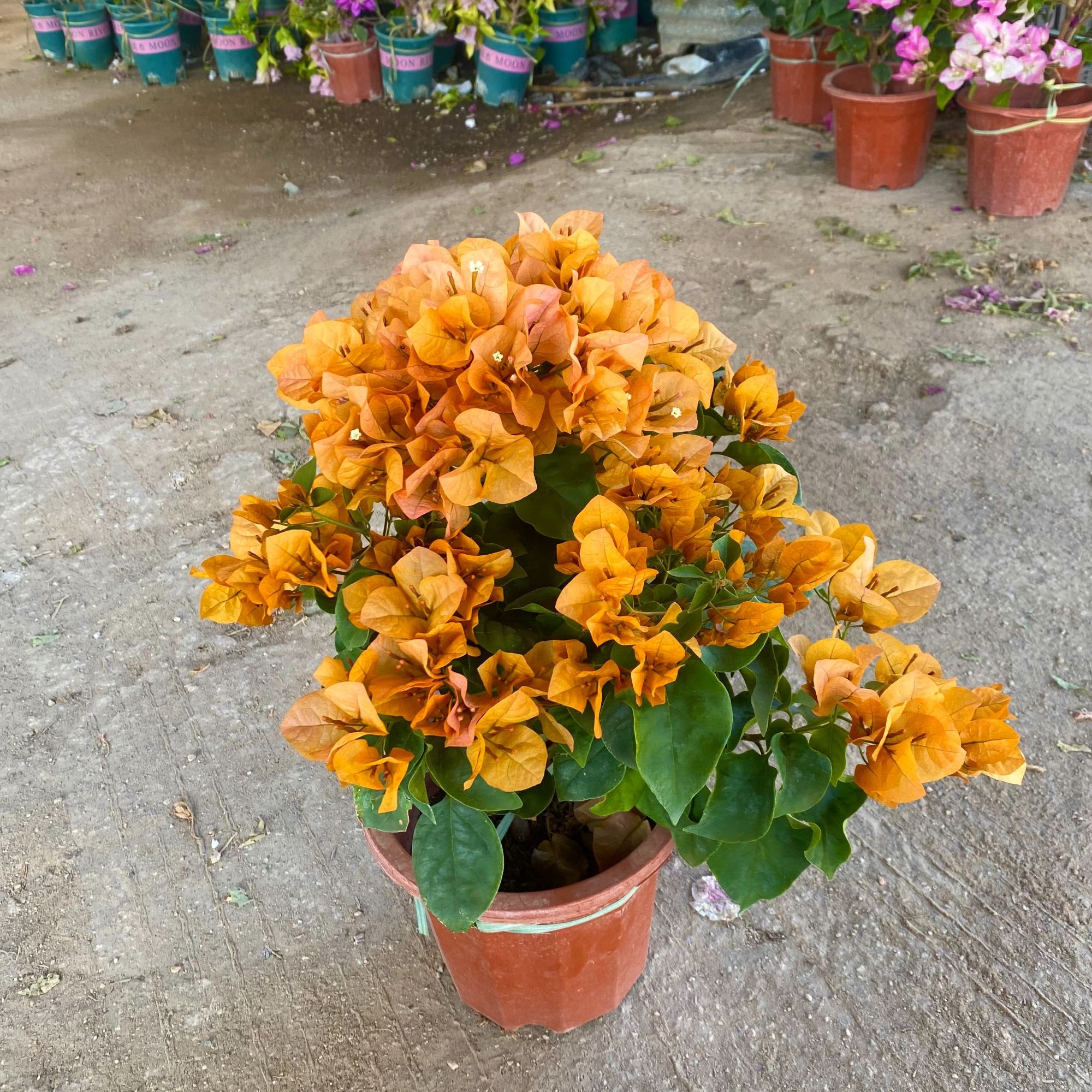 大苗【金色光辉】三角梅勤花品种阳台花卉掉花掉叶介意慎拍