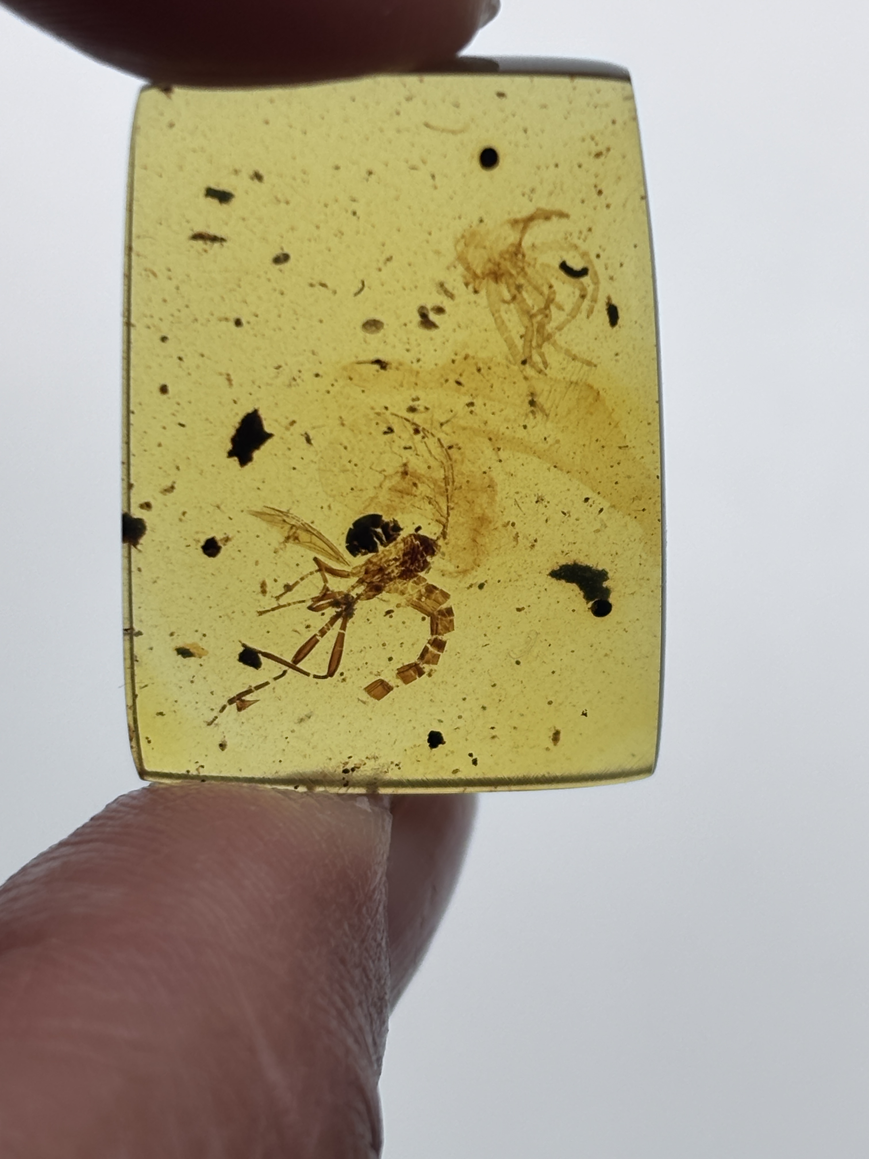 缅甸天然琥珀虫珀标本