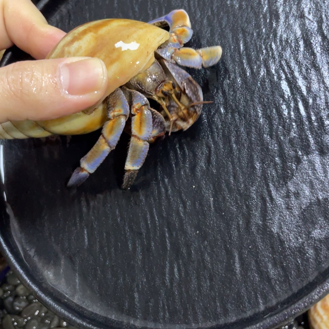 寄居蟹，寄居蟹，寄居蟹