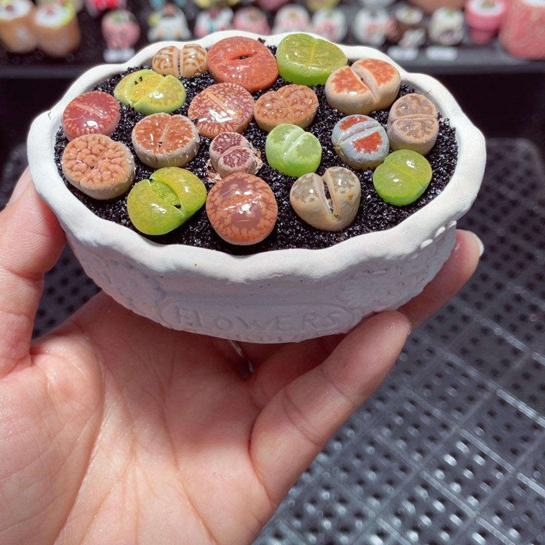 w2081 带盆土发货-零下地区拍保温箱