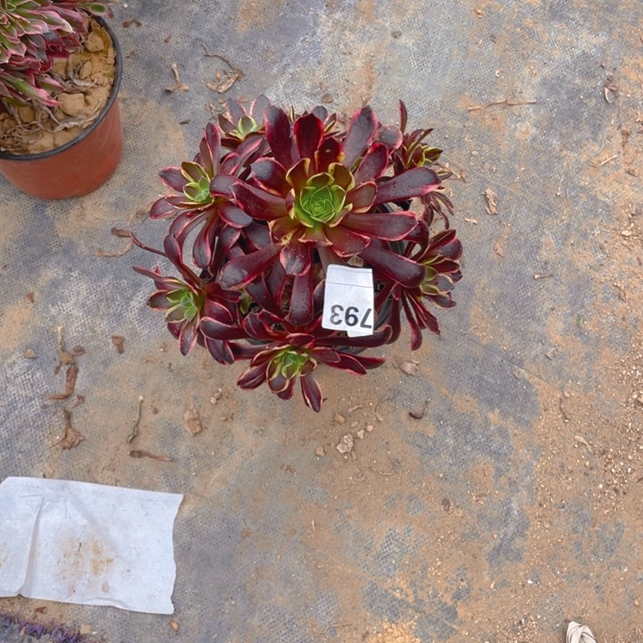 多肉欧嘉莉法师793