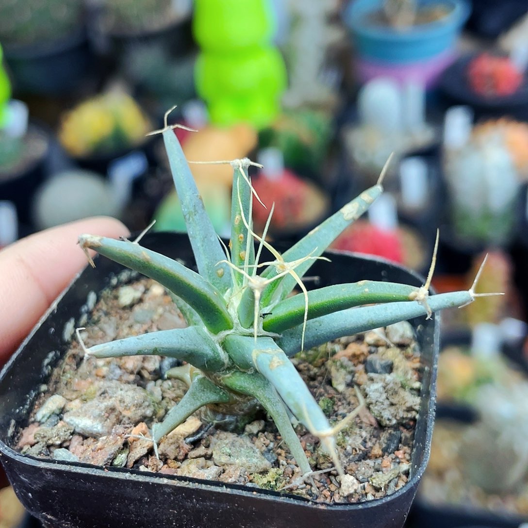 光山非偏远地区满25包邮仙人球