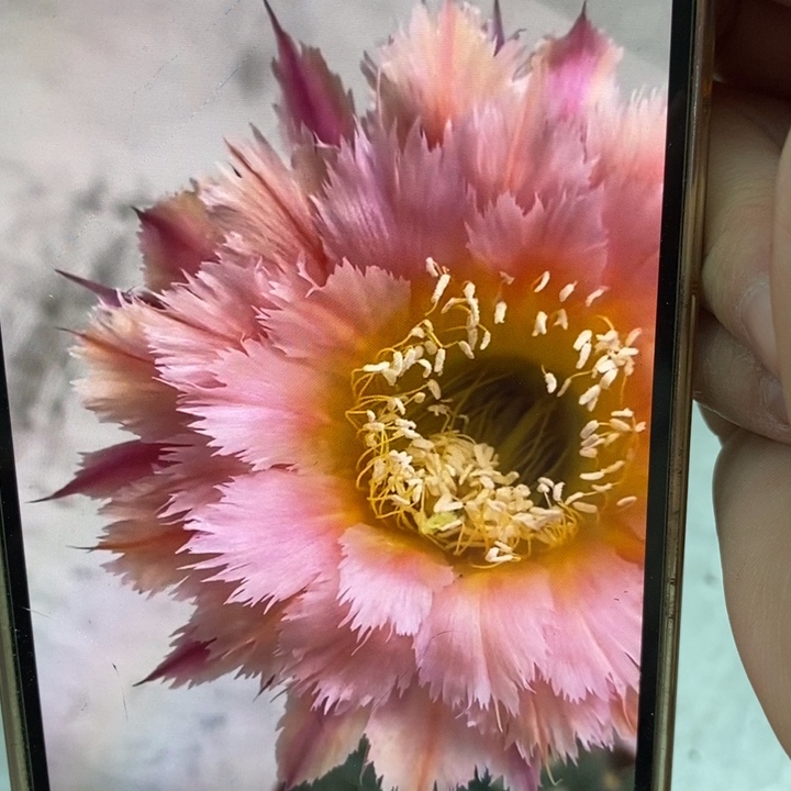 彩草羽毛1号侧芽4公分左右