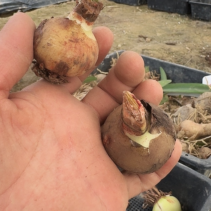 台朱情话绵绵朱顶红一棵4.0