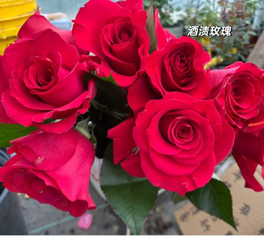 酒渍中苗  四季灌木月季