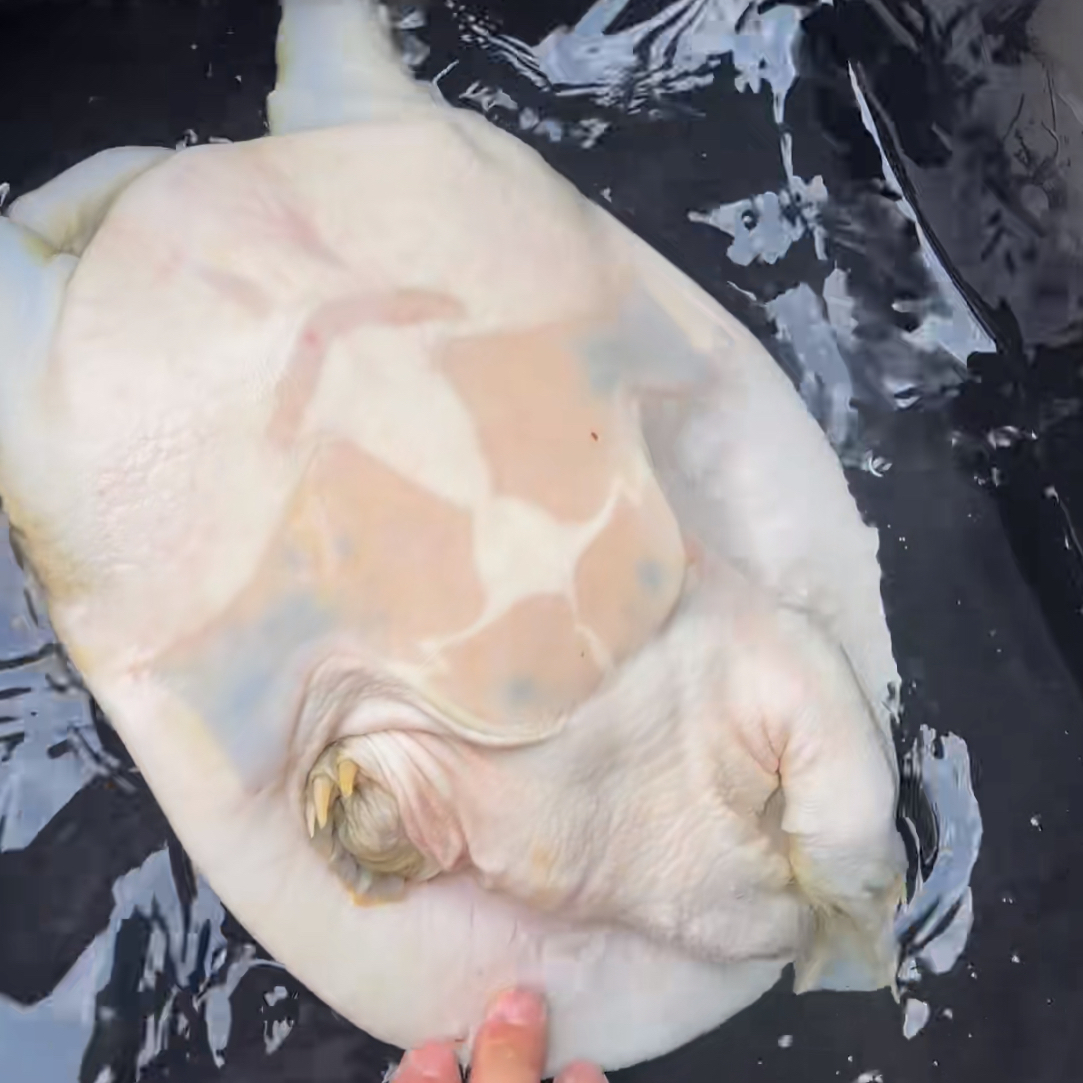 野生甲鱼 秋季美食