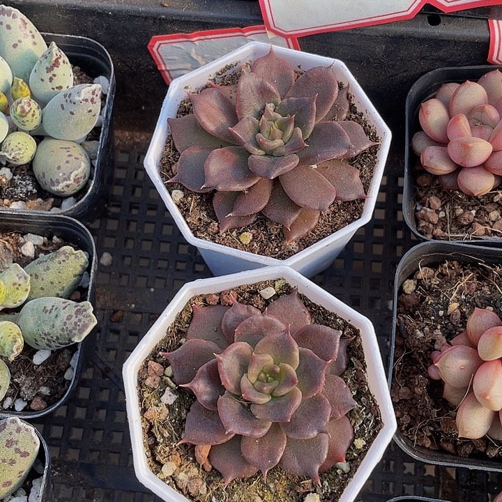 八角盆黑饺子带盆土发