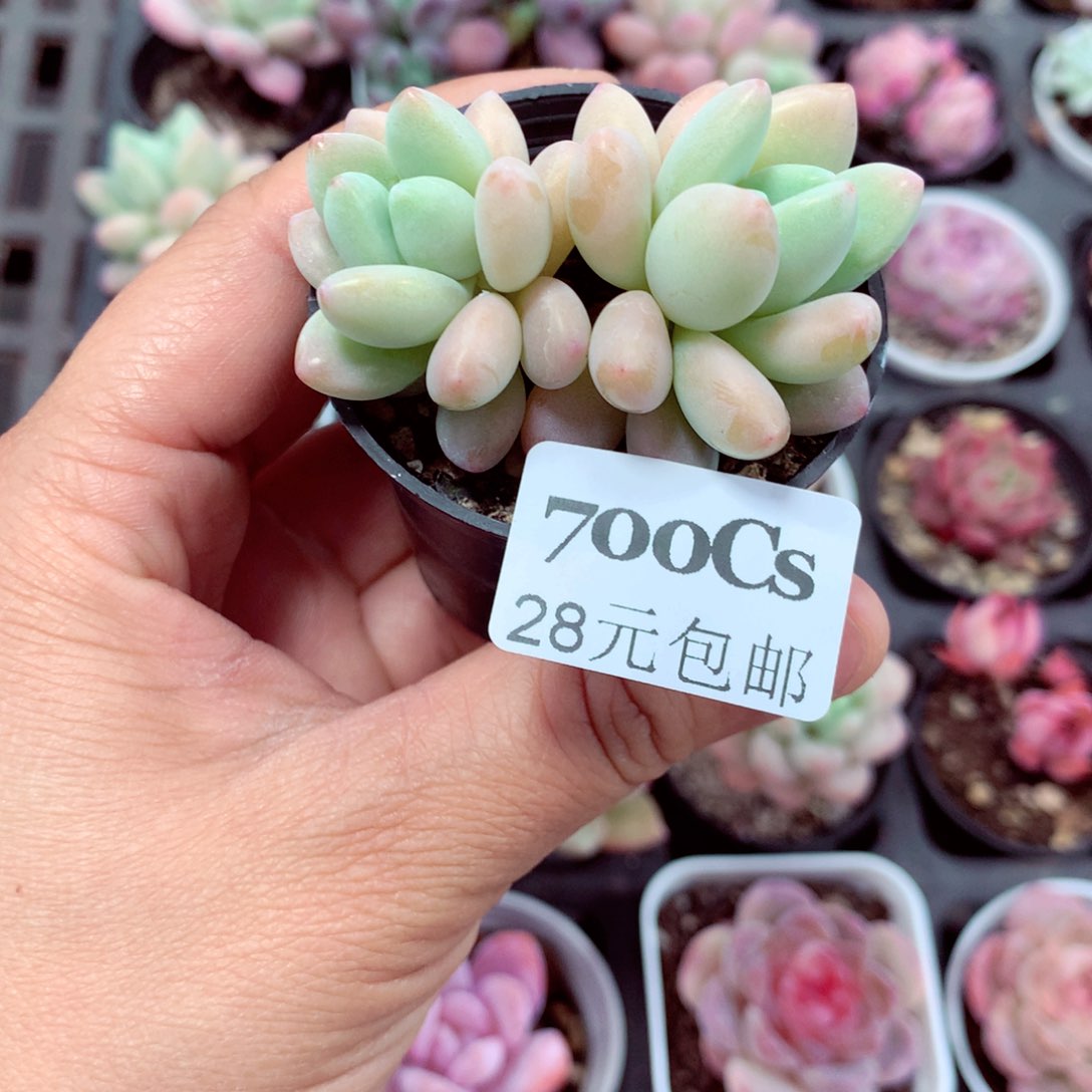 5厘米精控多肉700