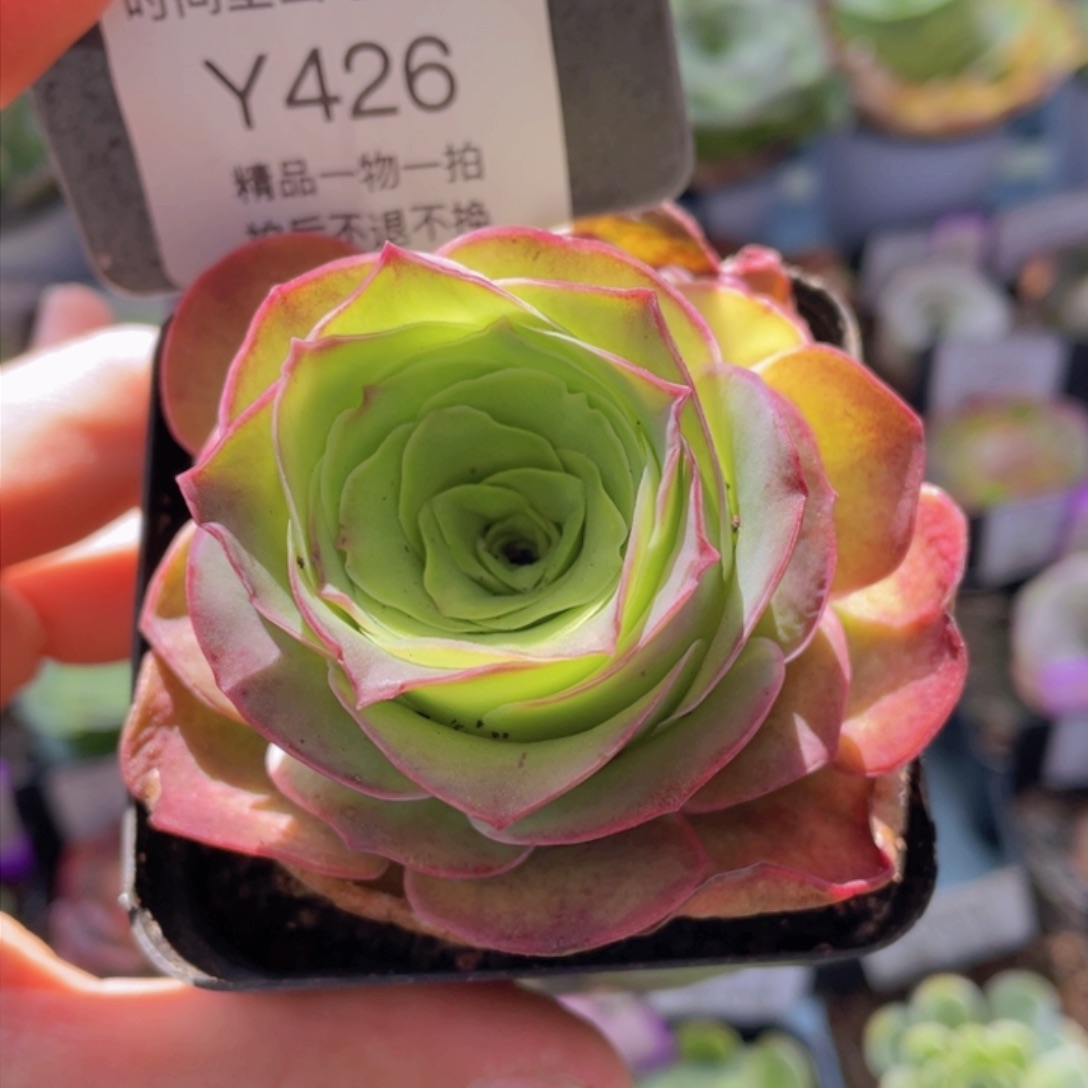 红*浣纱多肉426一物一拍