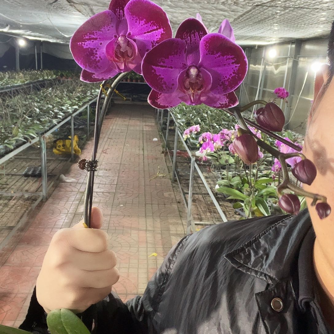 完全开放潮流带花带花苞