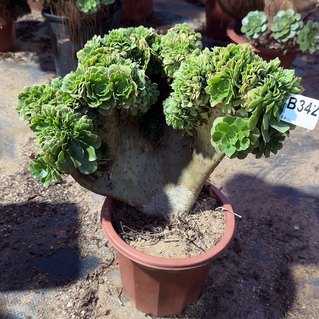 342绿缀一颗呀呀呀