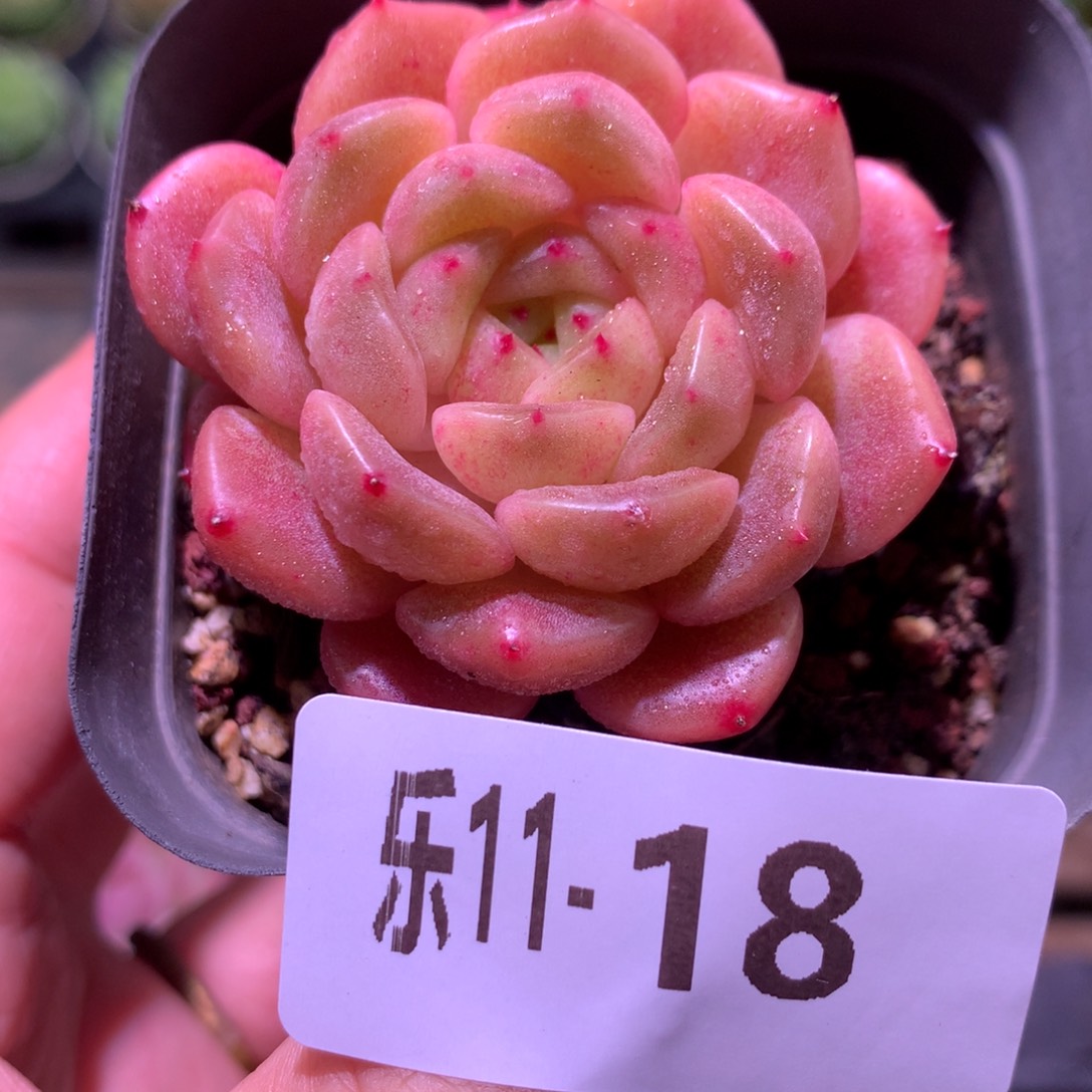 乐然11-18 灵翠单头 