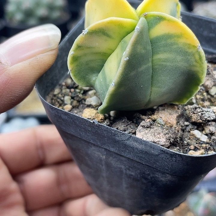 实生鸾凤玉散斑锦福利