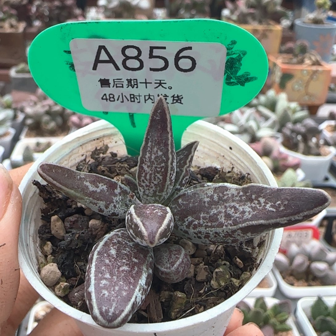 福利。     856。     