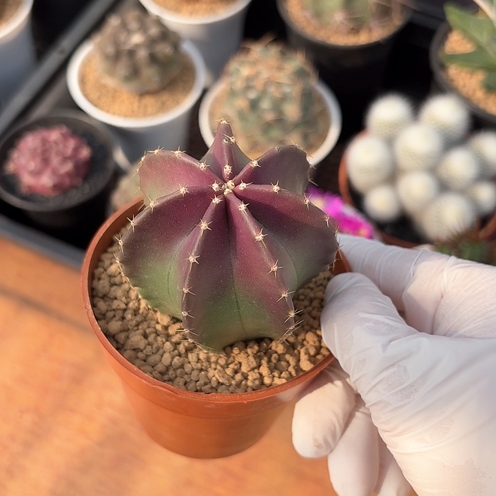 微刺虾仙人球123