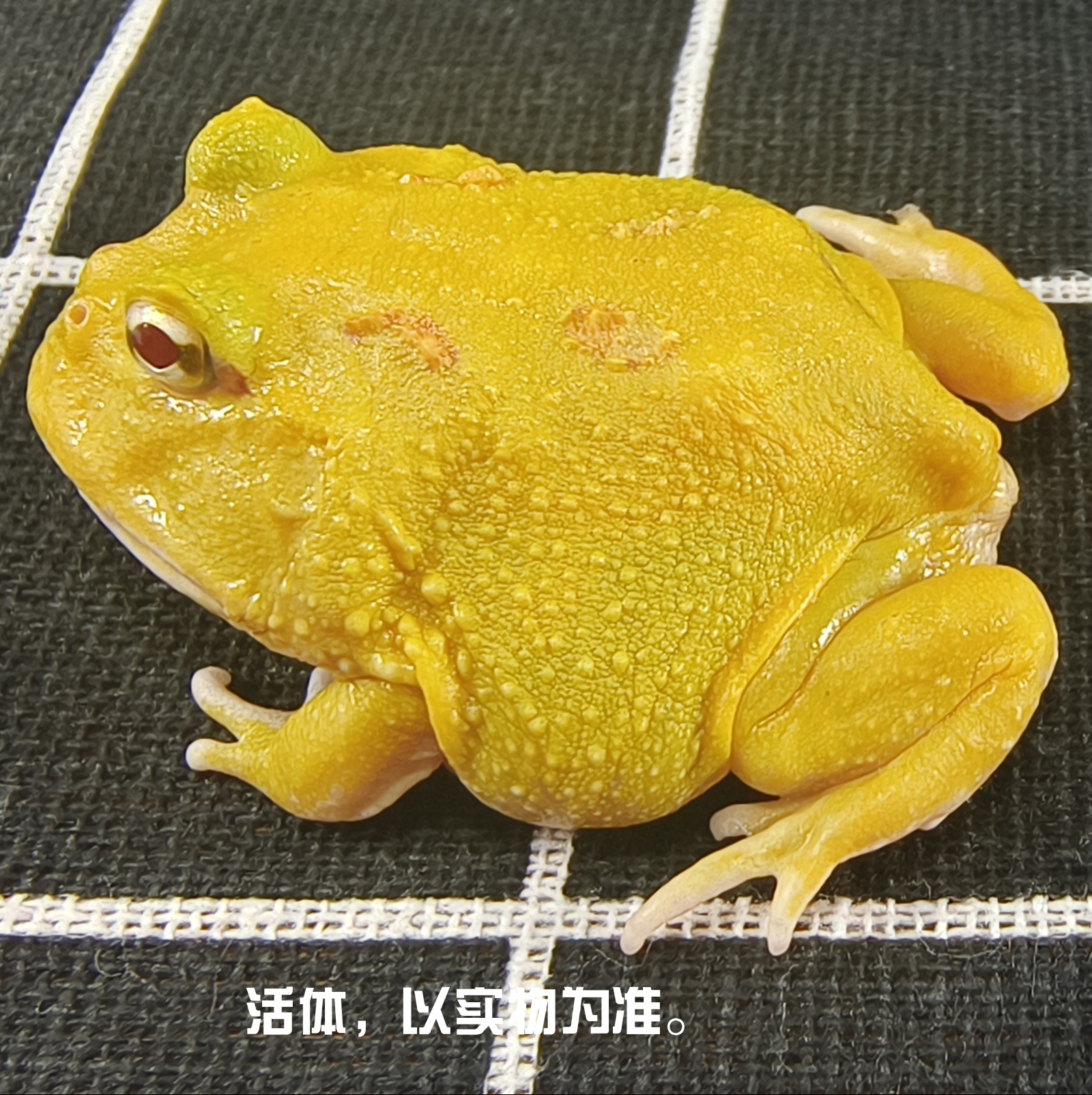 角蛙活物活体小宠物两栖爬宠