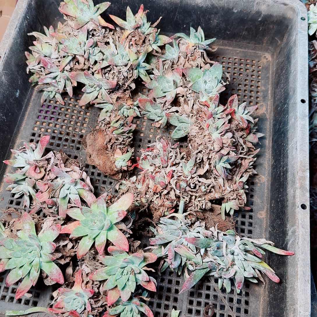 1318瑕疵框拍不售后