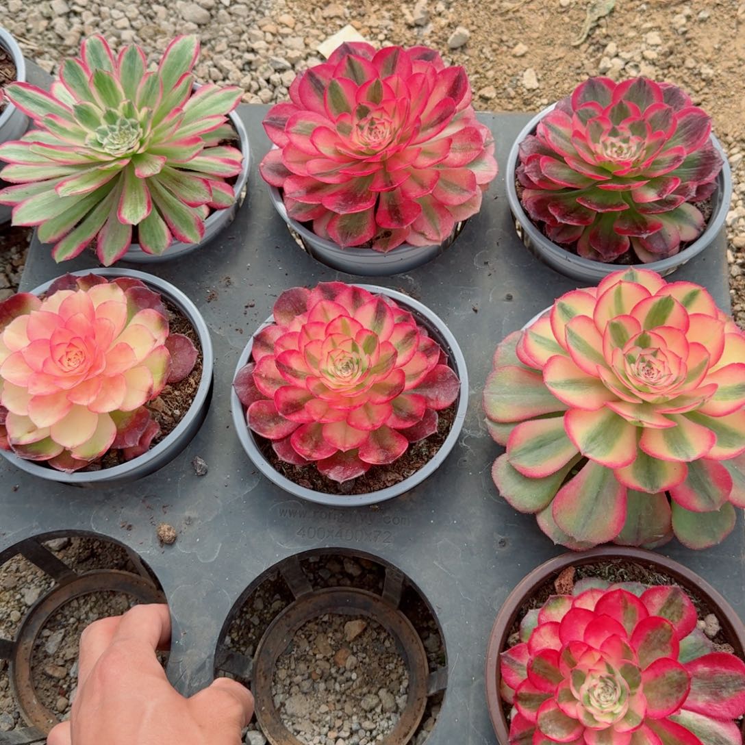 多肉植物发货发货