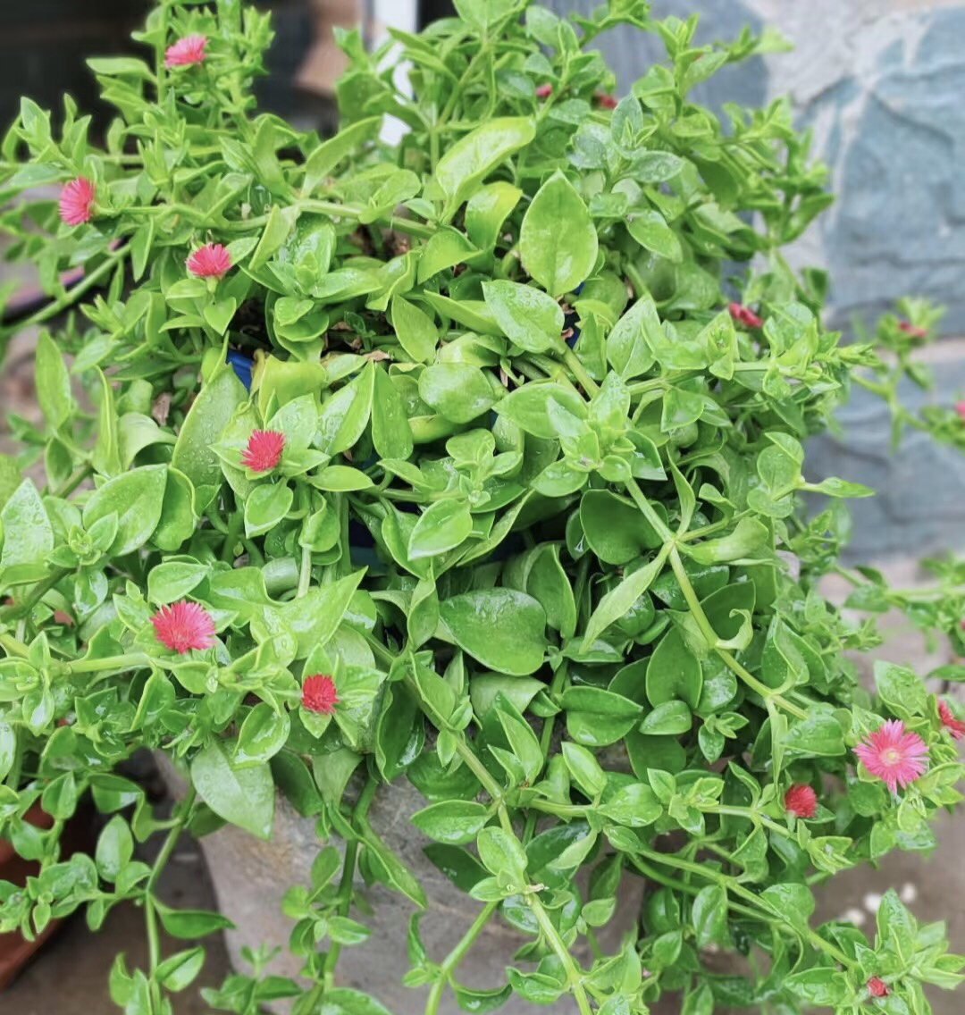 牡丹吊兰河南田七食用盆栽迷你花卉盆景办公室内桌面好养四季花