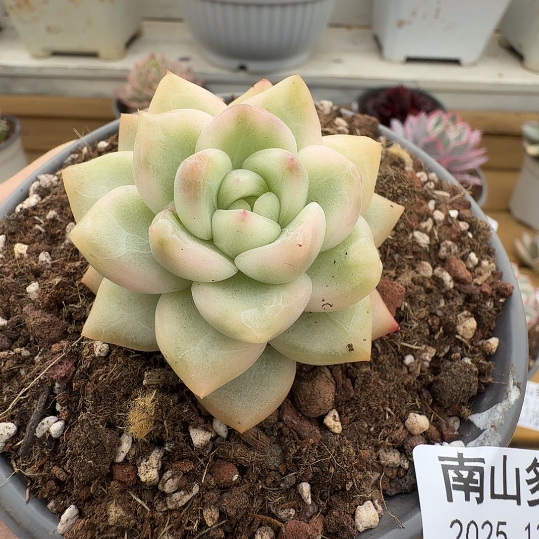 冰月亮锦111223-143