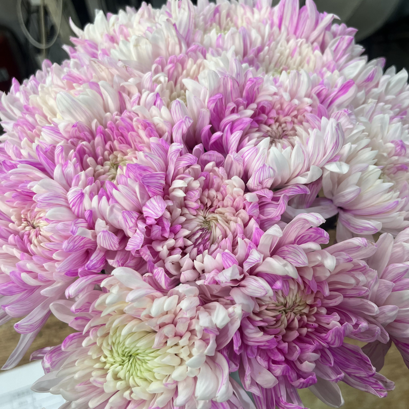 【大聪明卖花】贵妃小菊-任意两单鲜花升级快递-元旦福利