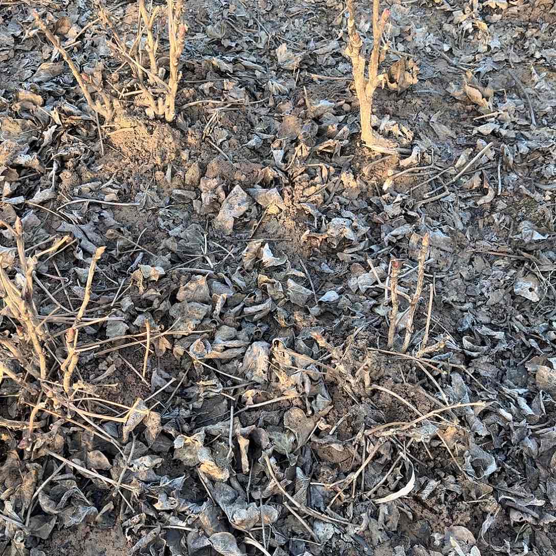 完全开放独杆首1111111号码头