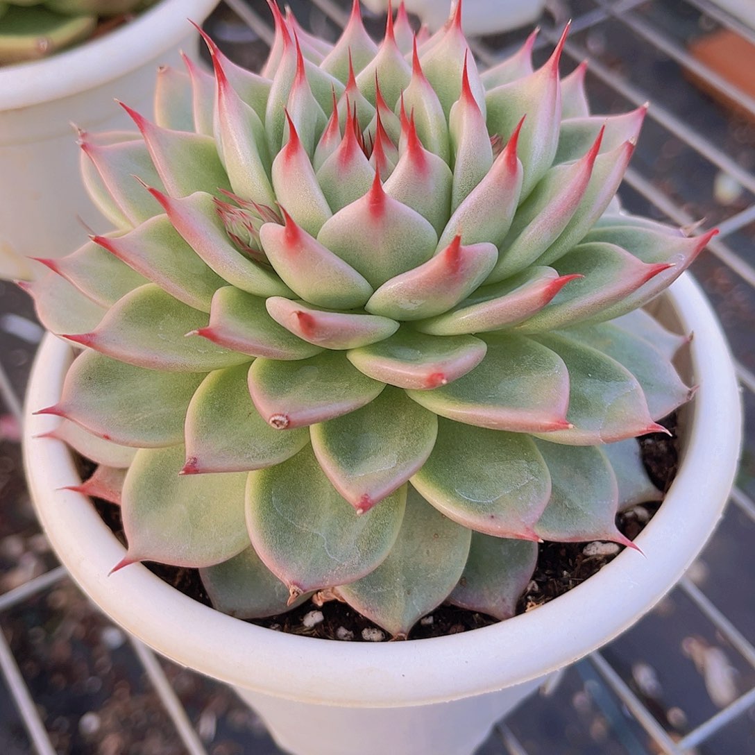 托斯卡12公分999999999