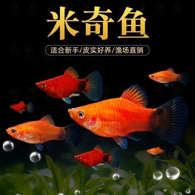 米奇鱼胎生鱼直接生小鱼新手红色小鱼皮球鱼玛丽球孔雀好鱼苗饲料