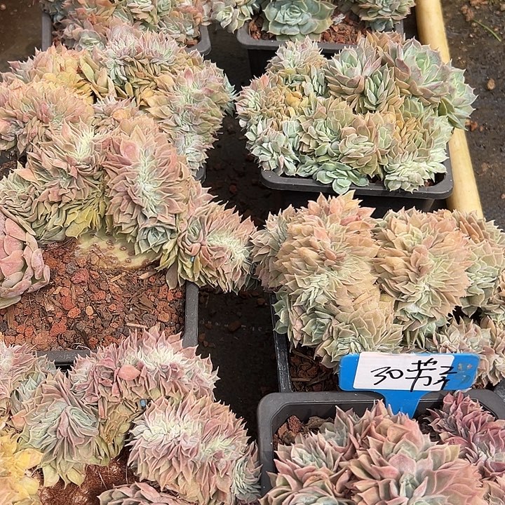30安丝诺醉带盆2个多肉