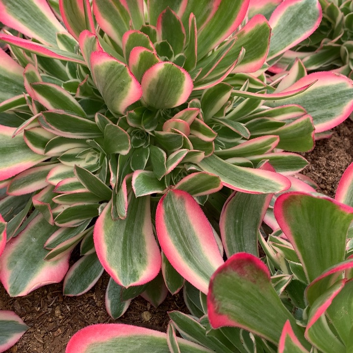 李***2341多肉植物嫩桩