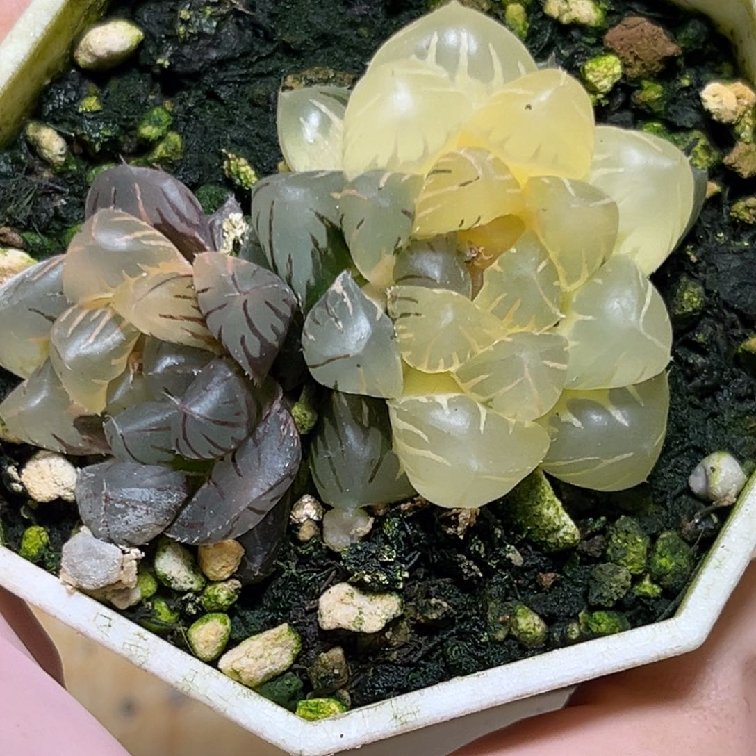 恭喜发财大吉大利841