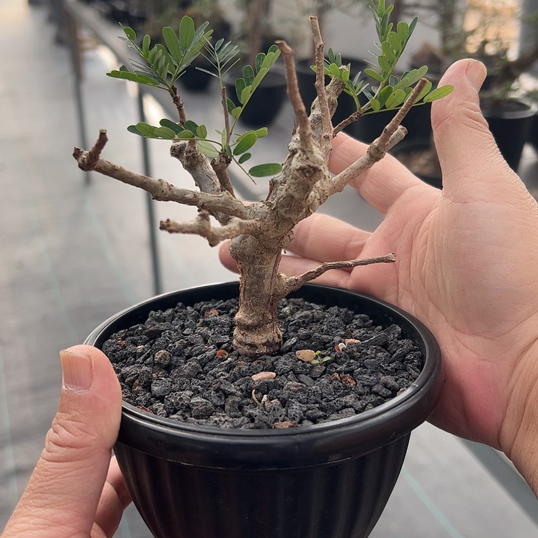 用***8小沙漠苏木 668888