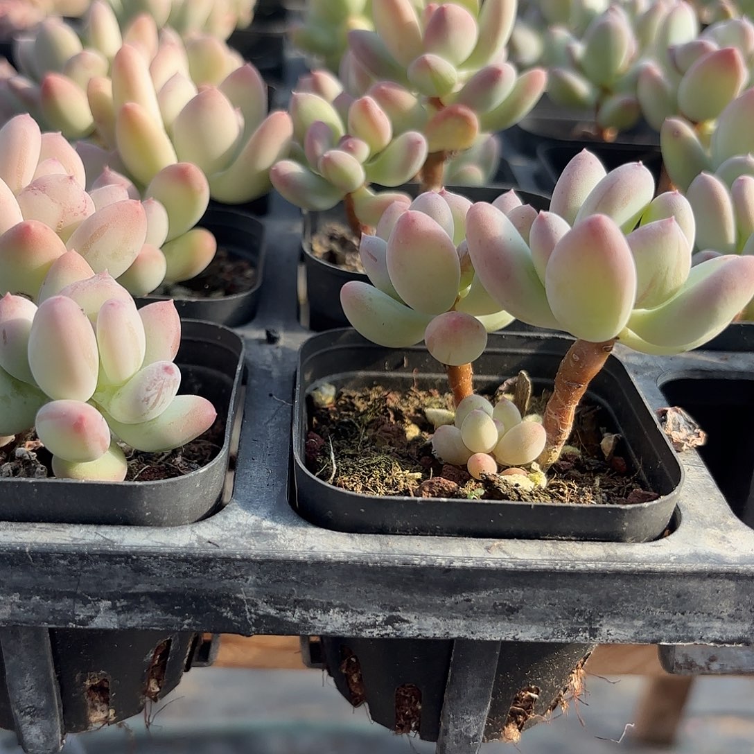 精品苹果奶多肉植物