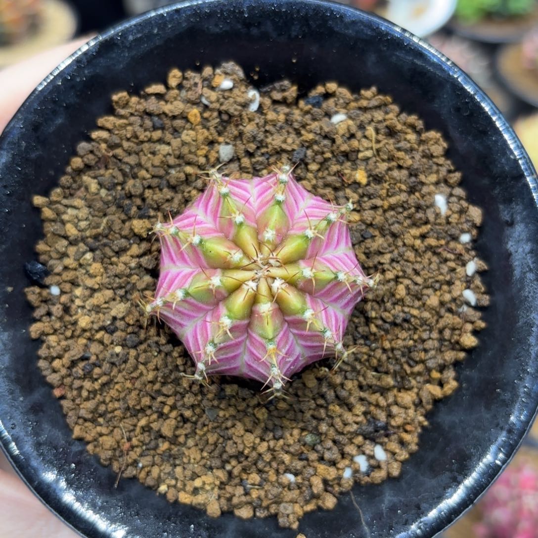 3.8cm皇室肋骨轮回 