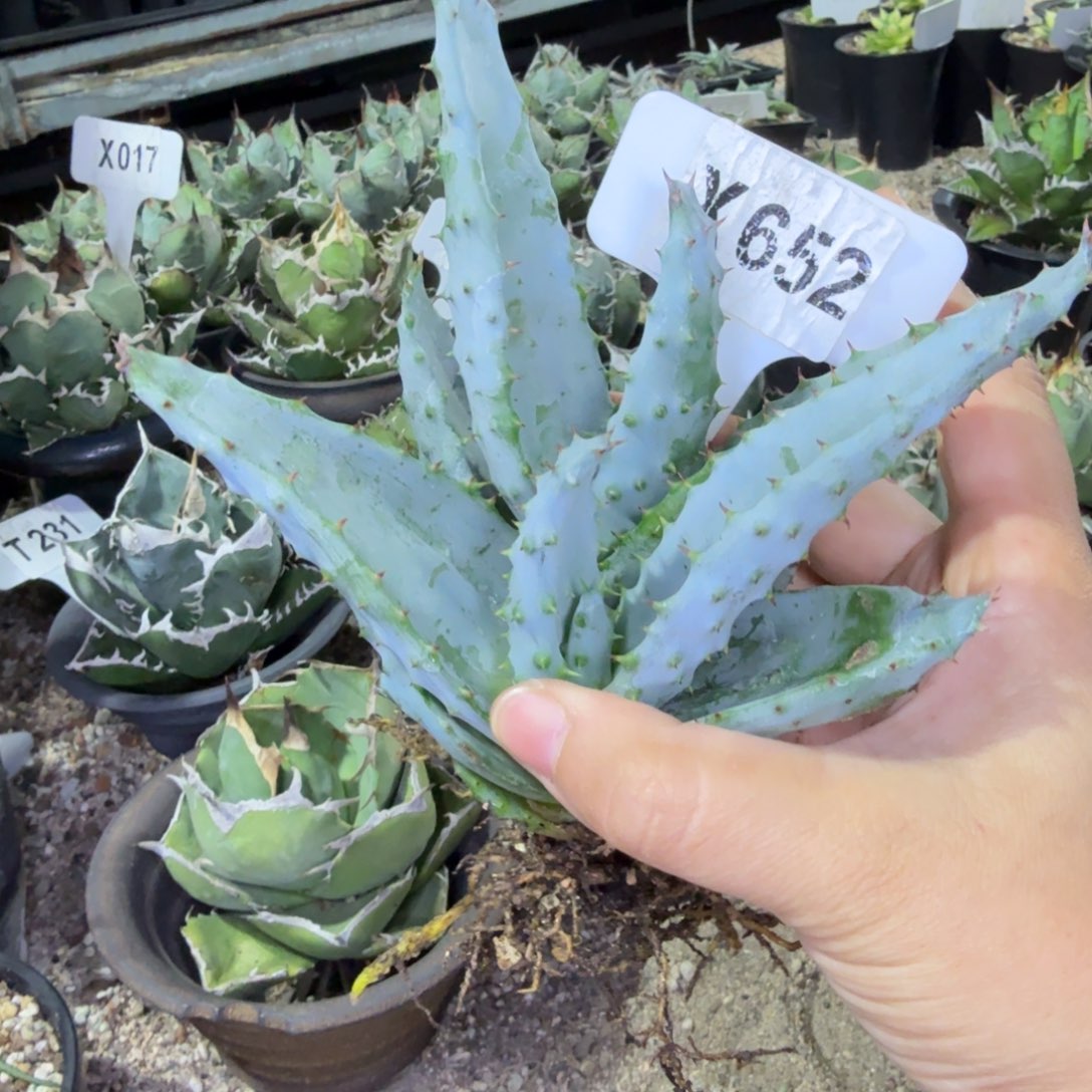 老***J福利鬼切芦荟裸根发